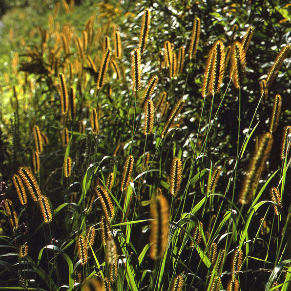 YELLOW FOX-TAIL GRASS